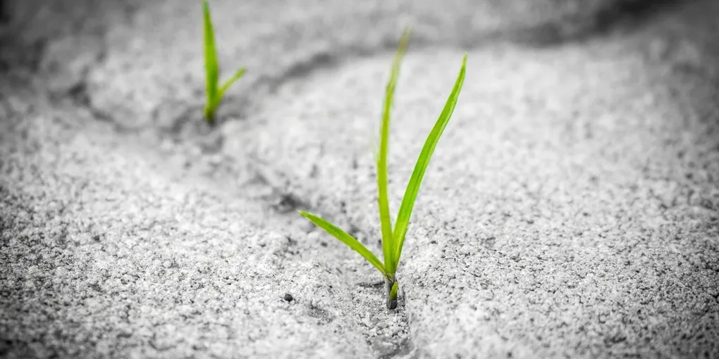 Cover image for What’s The Foundation Of Our Hope